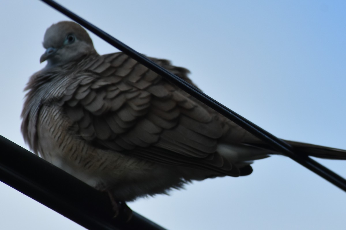 Zebra Dove - ML151380251