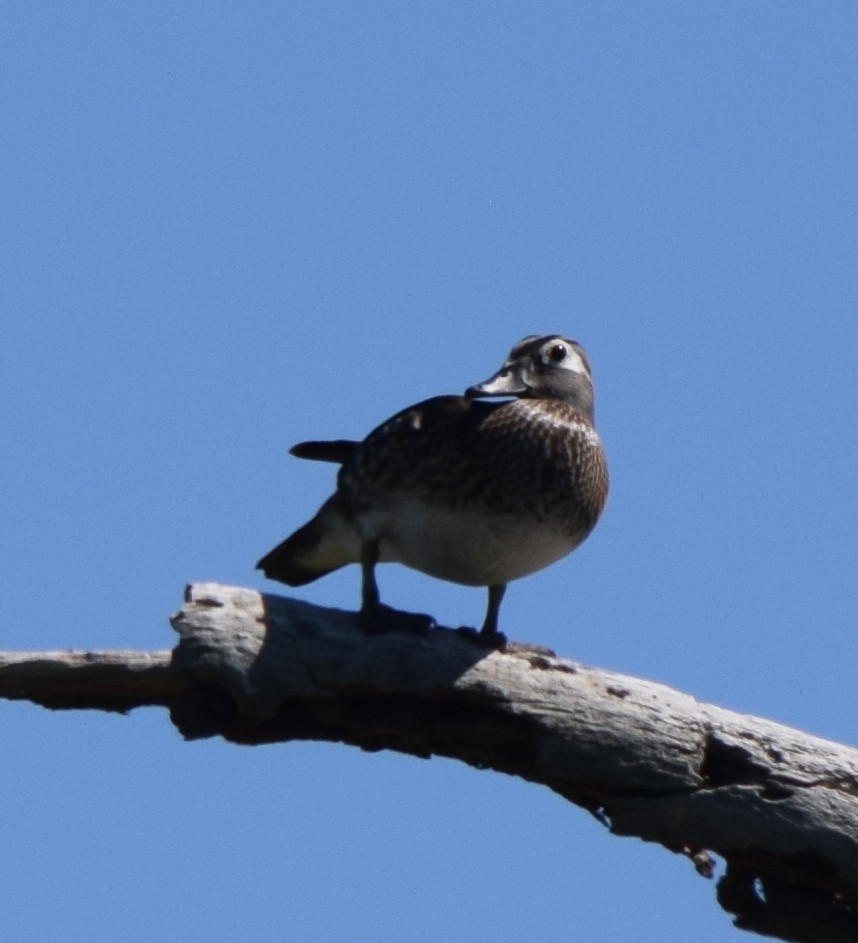 Canard branchu - ML151380351