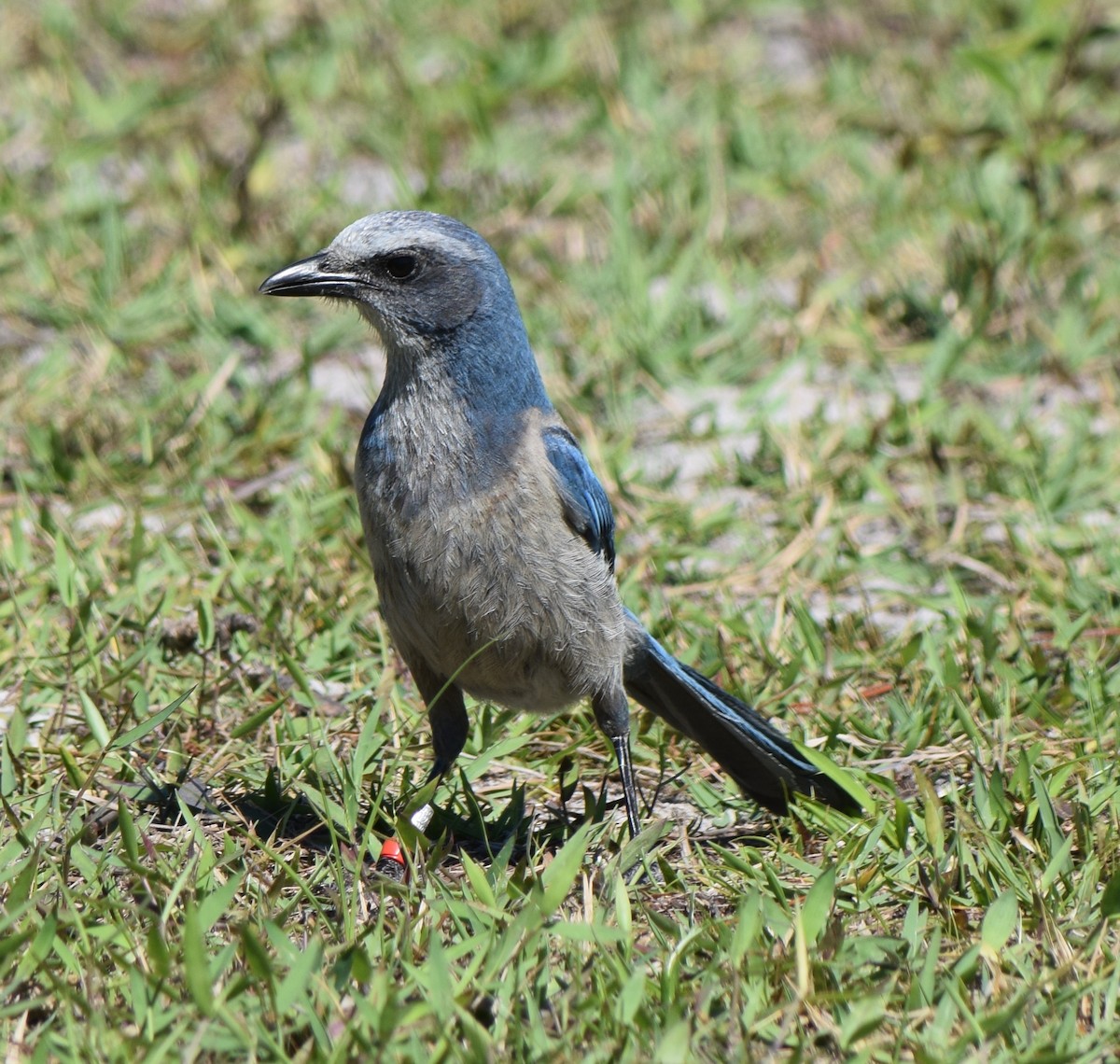 Florida Scrub-Jay - ML151380451