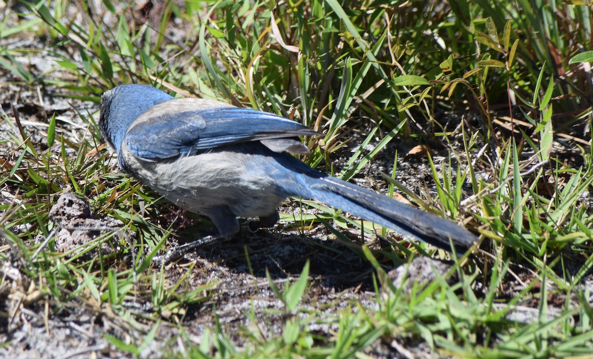 Florida Scrub-Jay - ML151380481