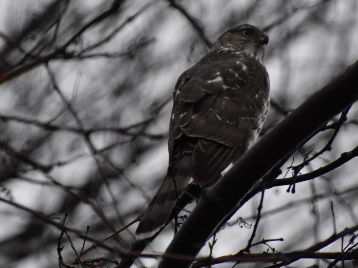 Cooper's Hawk - ML151381231