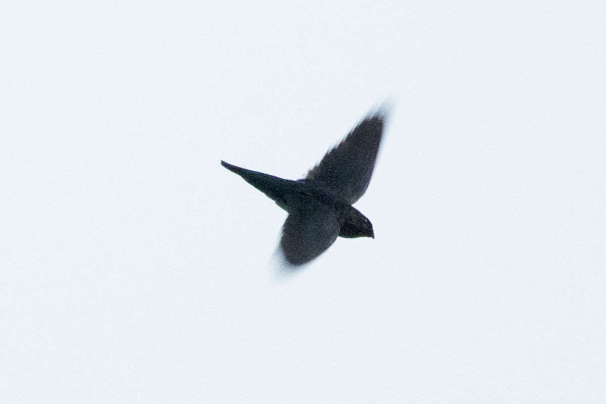 Black-nest Swiftlet - ML151381311