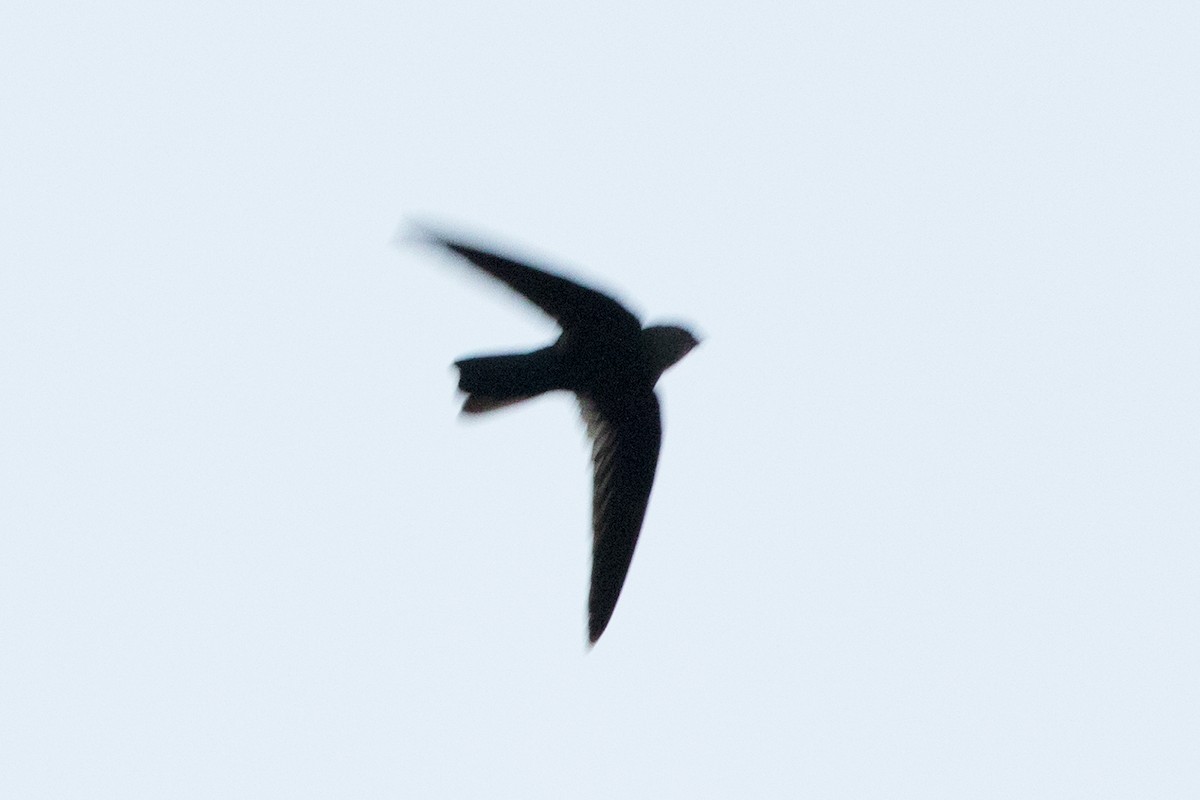Black-nest Swiftlet - ML151381321