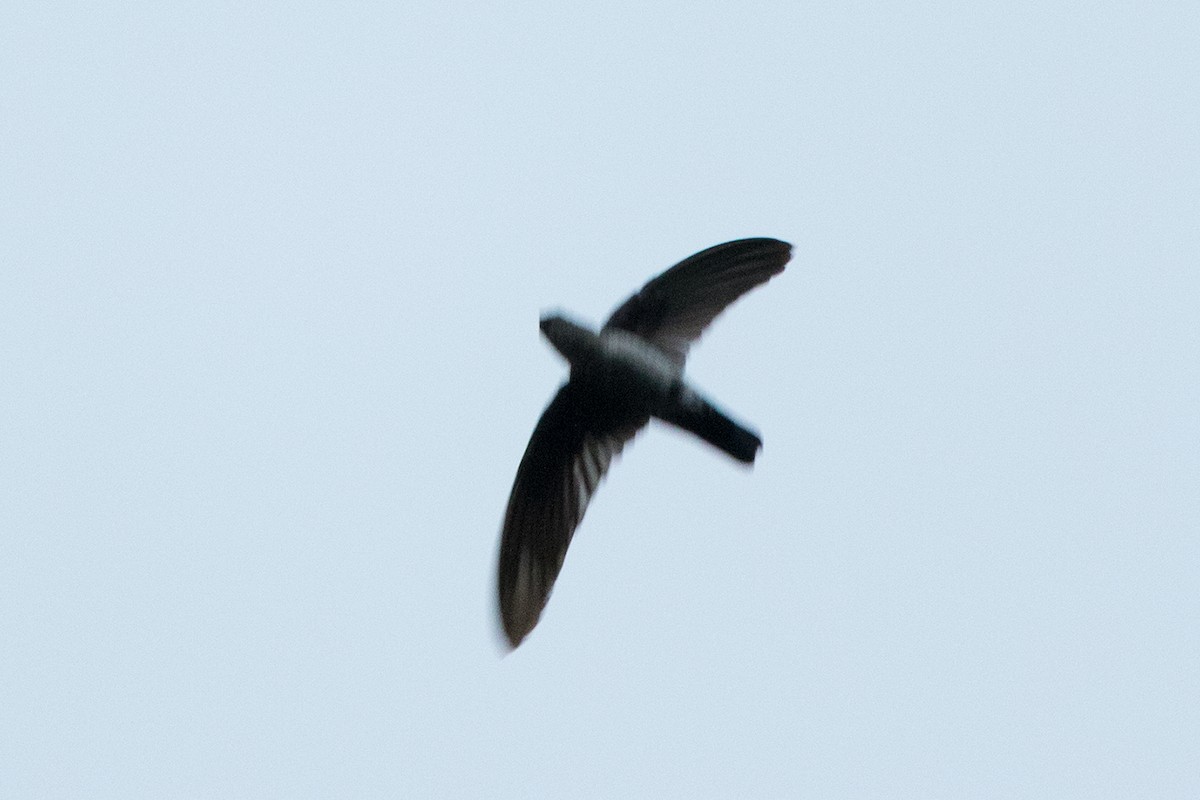 Black-nest Swiftlet - ML151381331