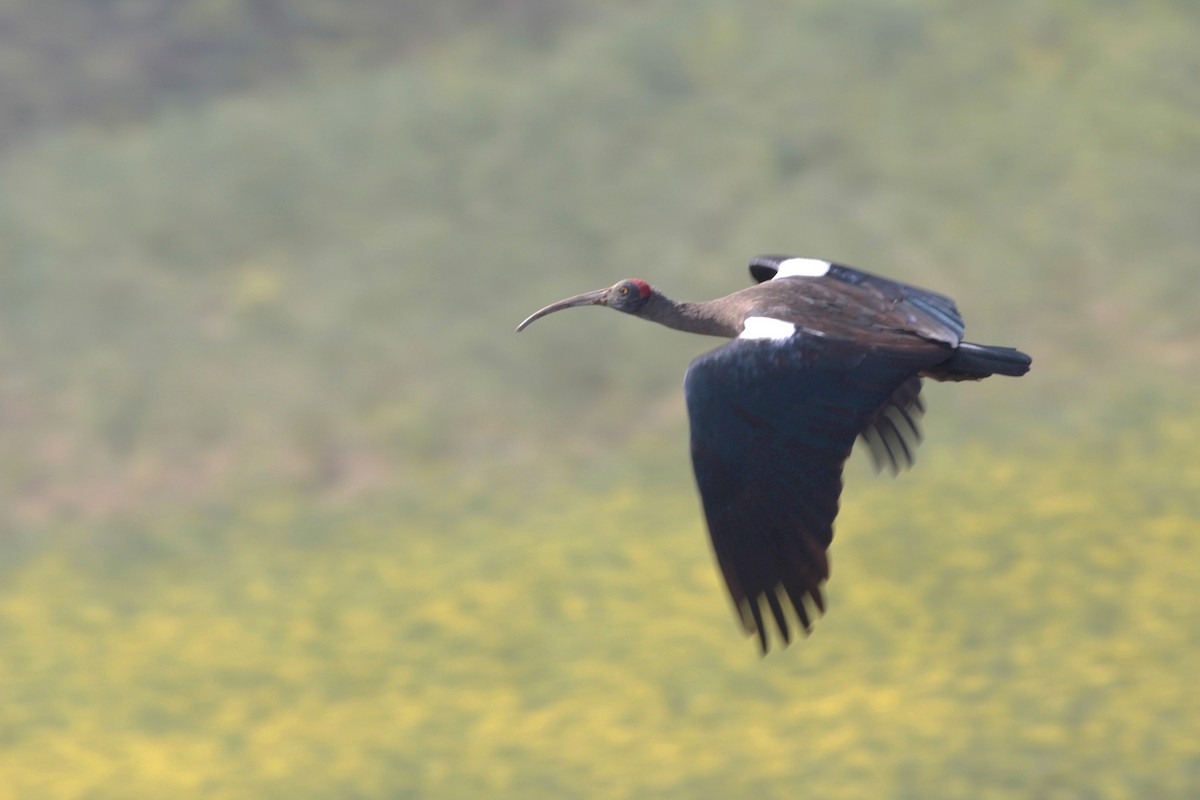 ibis bradavičnatý - ML151381481