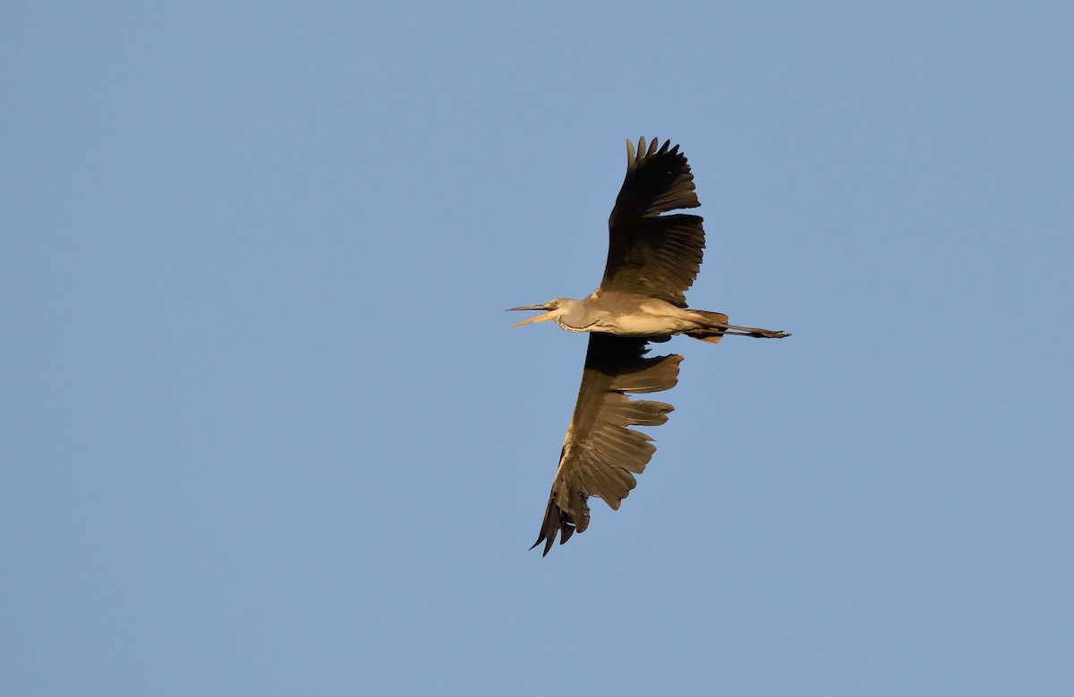 Gray Heron - ML151381791