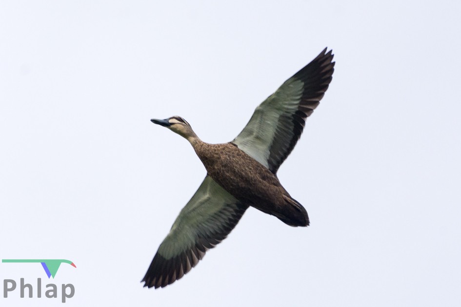 Pacific Black Duck - Rodney Appleby