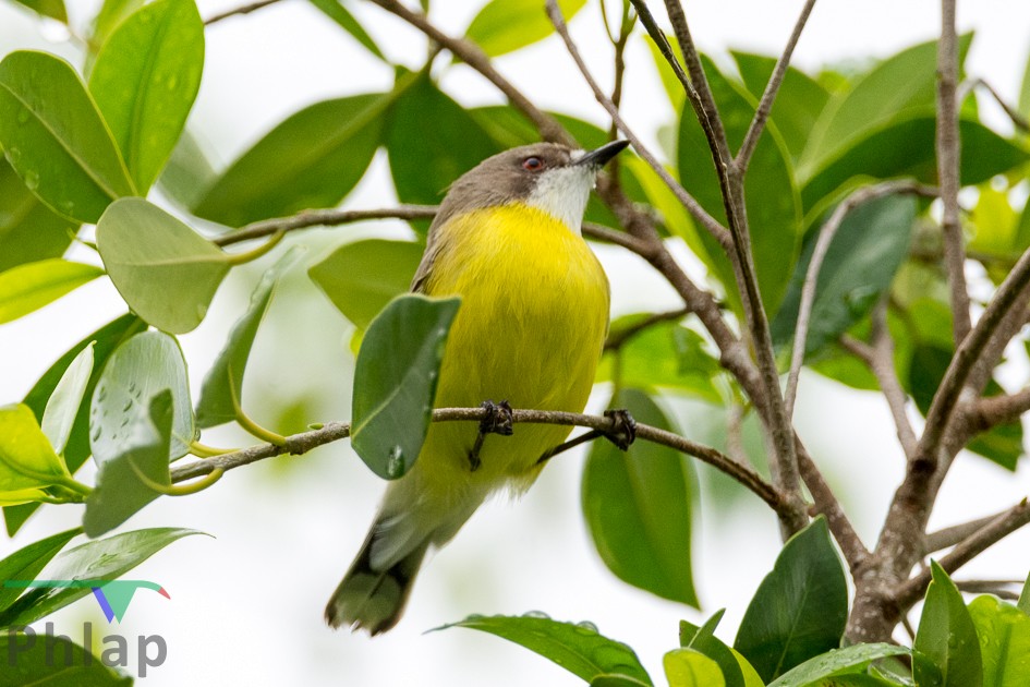 White-throated Gerygone - ML151382621