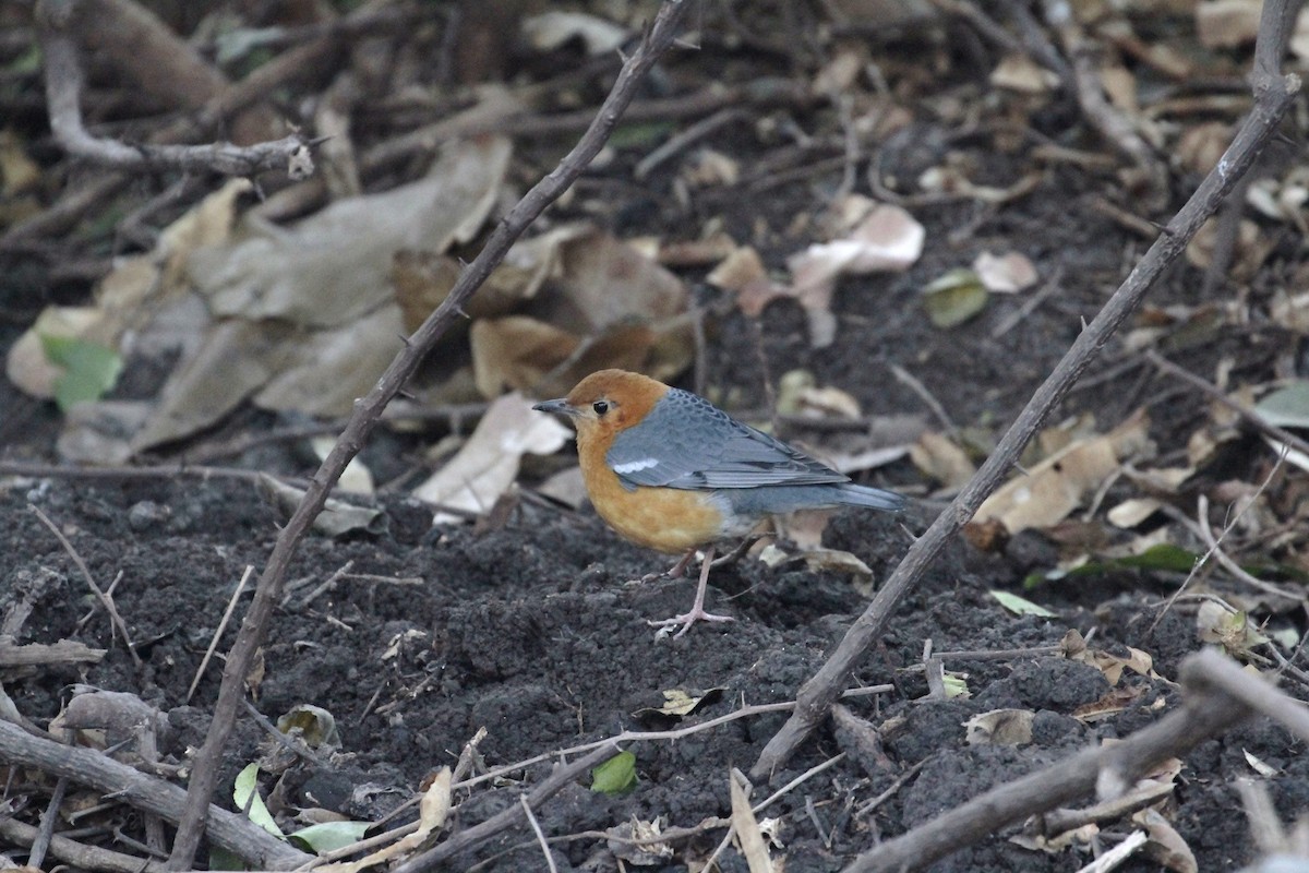 Orange-headed Thrush - Pedro Plans