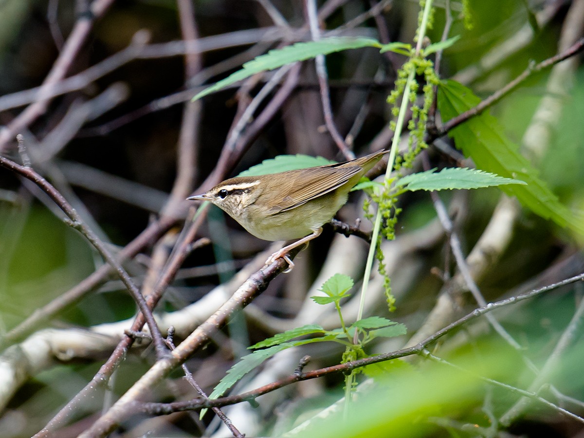 Buscarla Colicorta Asiática - ML151383751