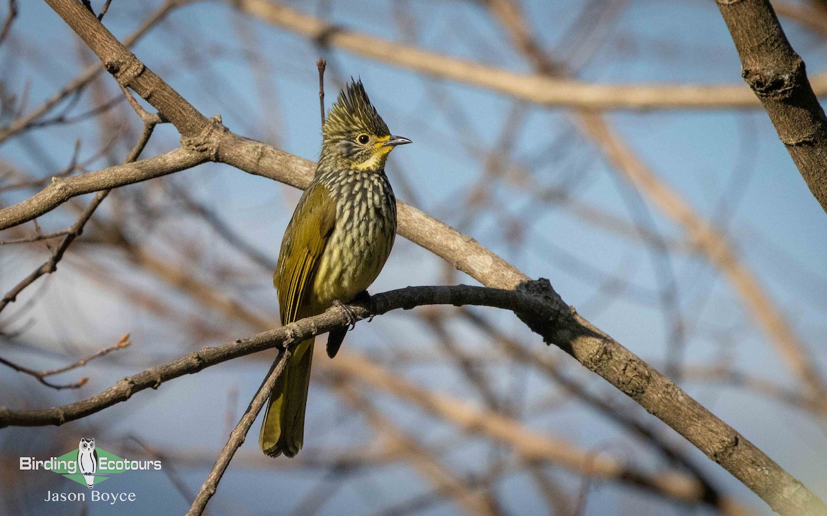 Striated Bulbul - Jason Boyce