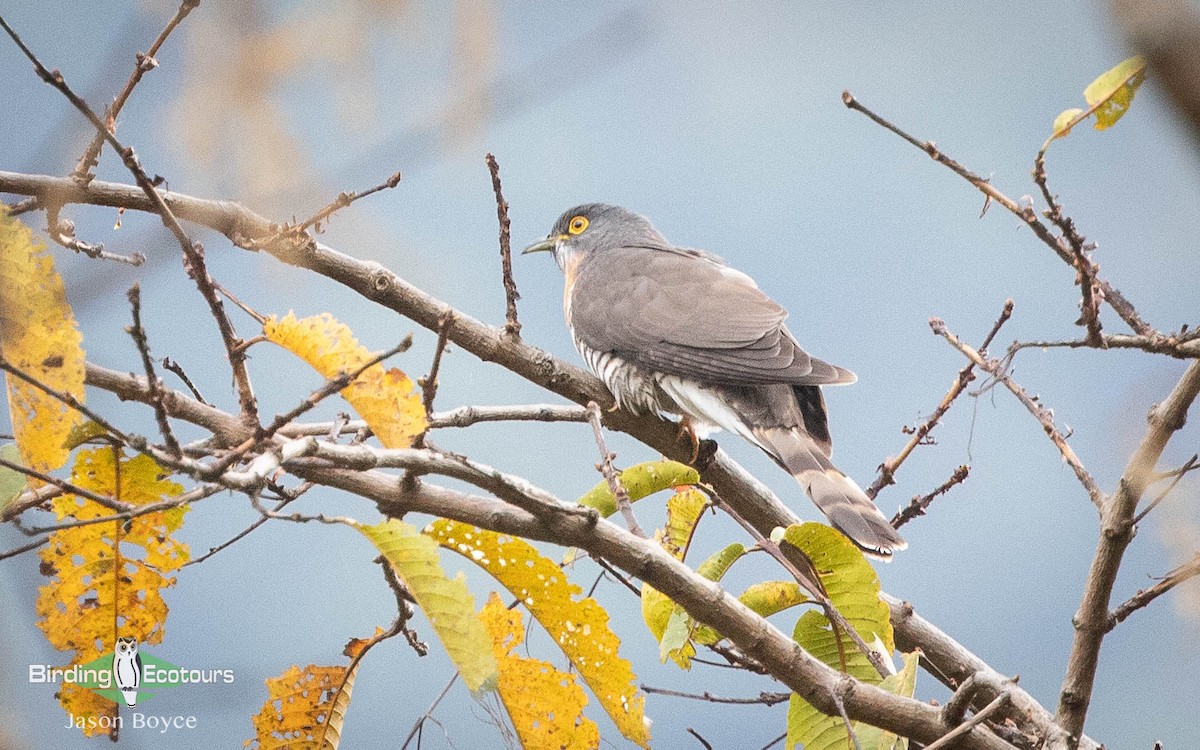 Large Hawk-Cuckoo - ML151383841