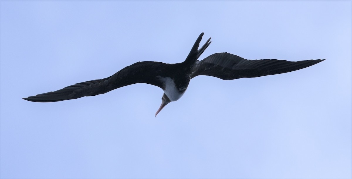 Lesser Frigatebird - ML151383871