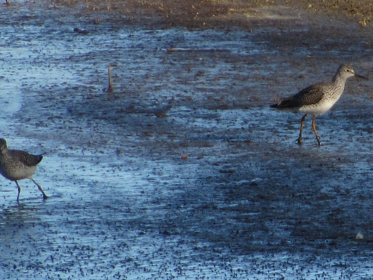 Lesser Yellowlegs - ML151384311