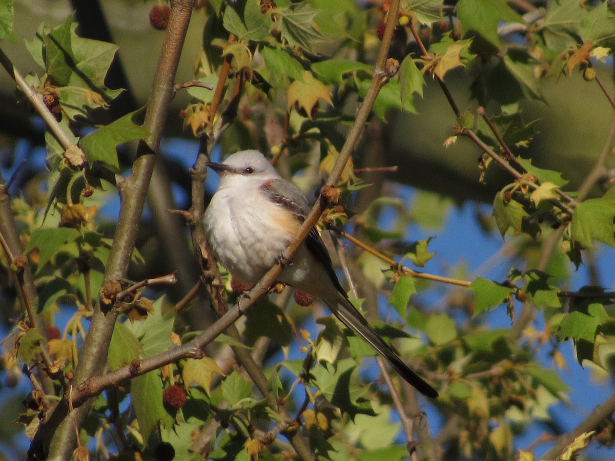 Scissor-tailed Flycatcher - ML151384501