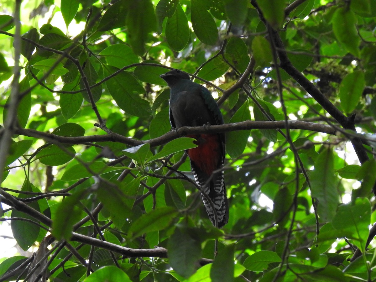 Quetzal resplendissant - ML151384941