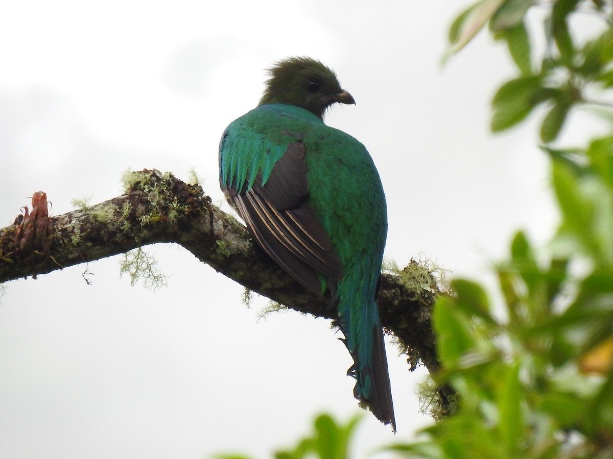 Resplendent Quetzal - ML151384951