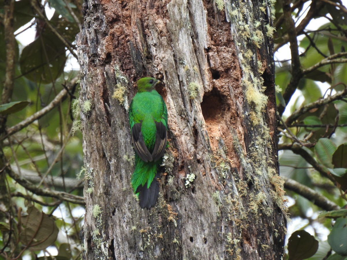 Resplendent Quetzal - John and Milena Beer