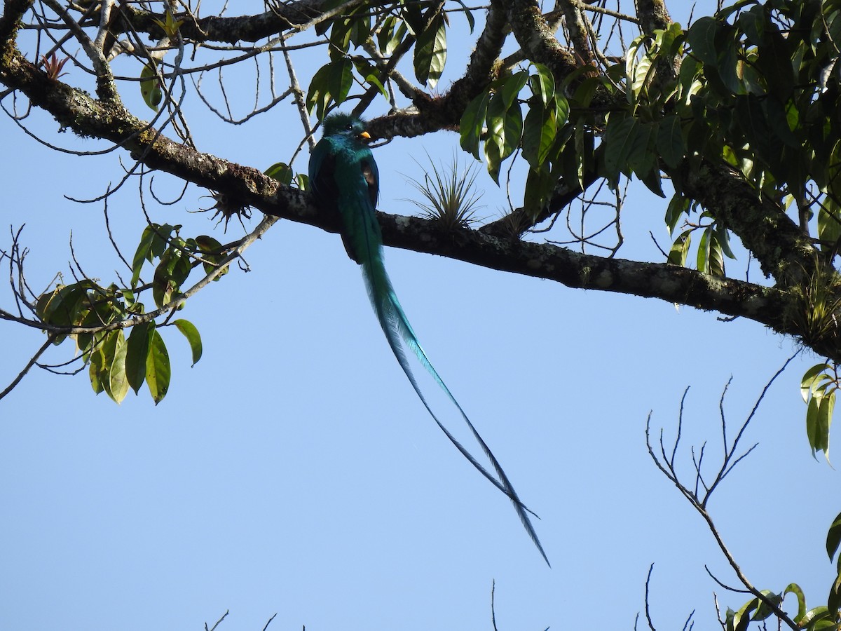 Quetzal resplendissant - ML151385071