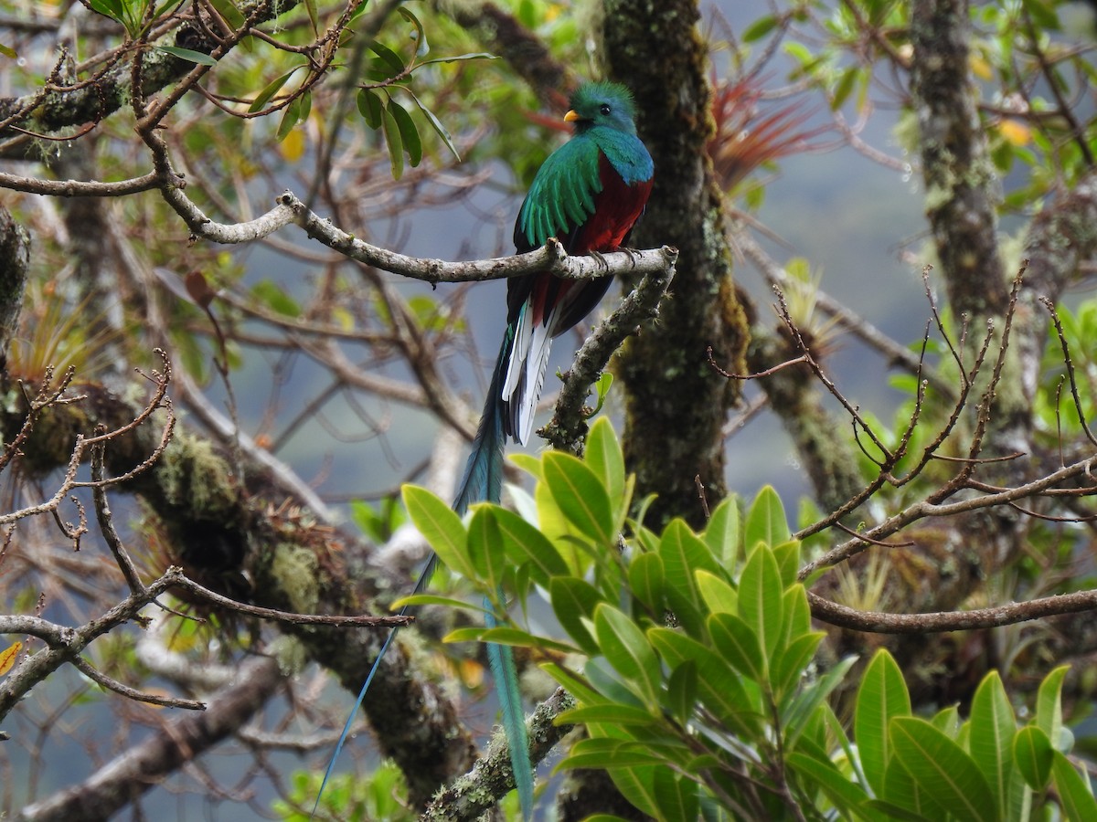 Resplendent Quetzal - ML151385081