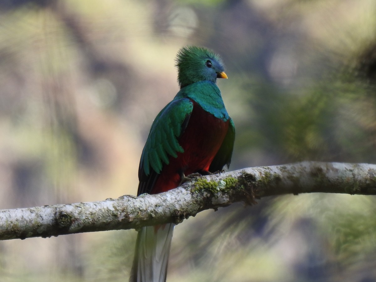 Resplendent Quetzal - ML151385111