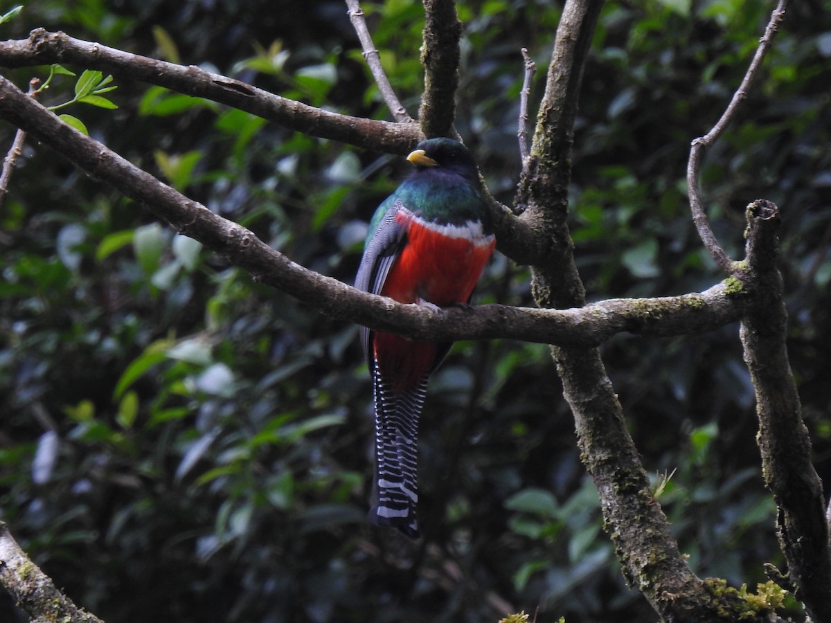 Trogon rosalba - ML151385261