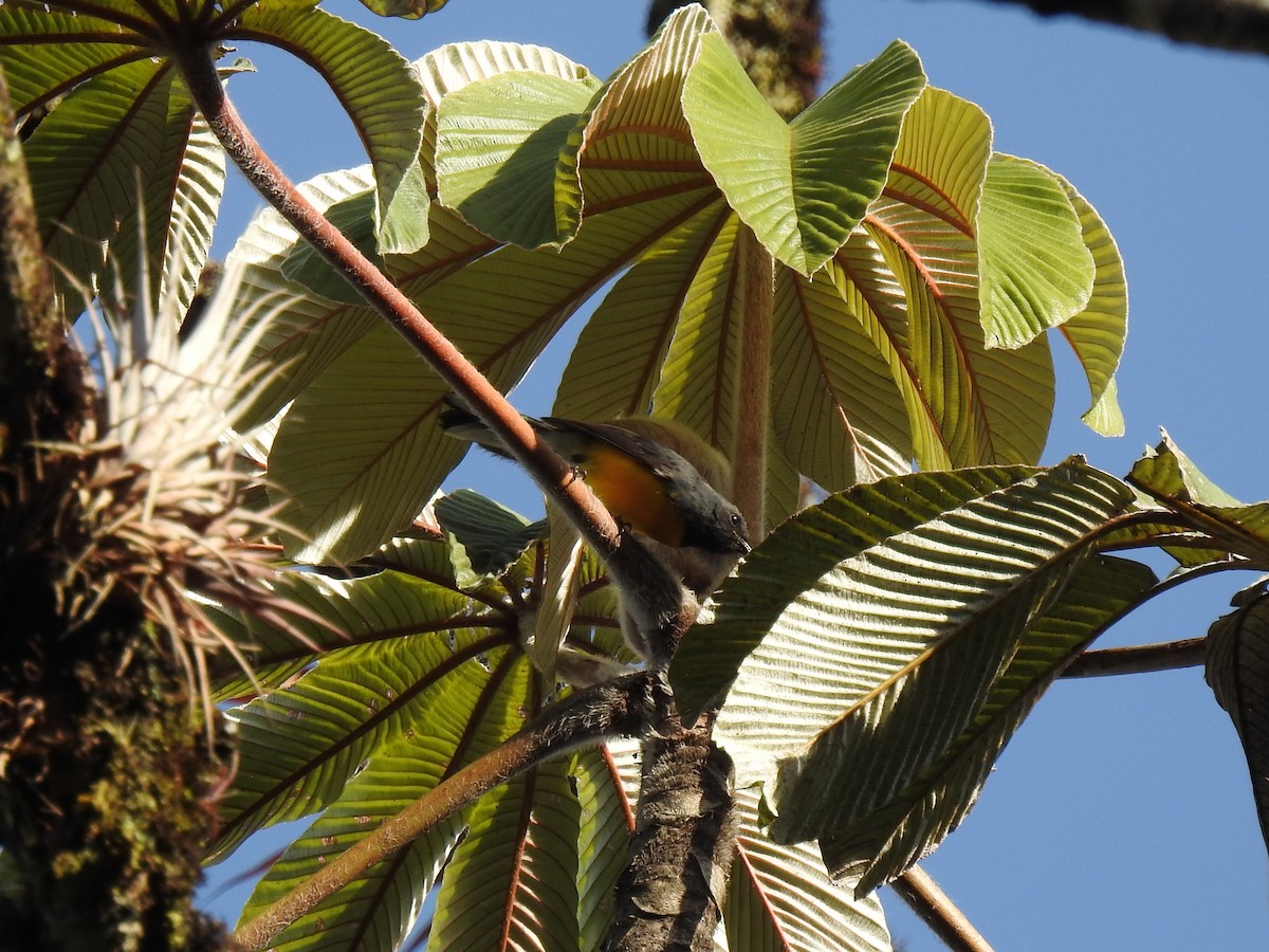 Slate-throated Redstart - John and Milena Beer