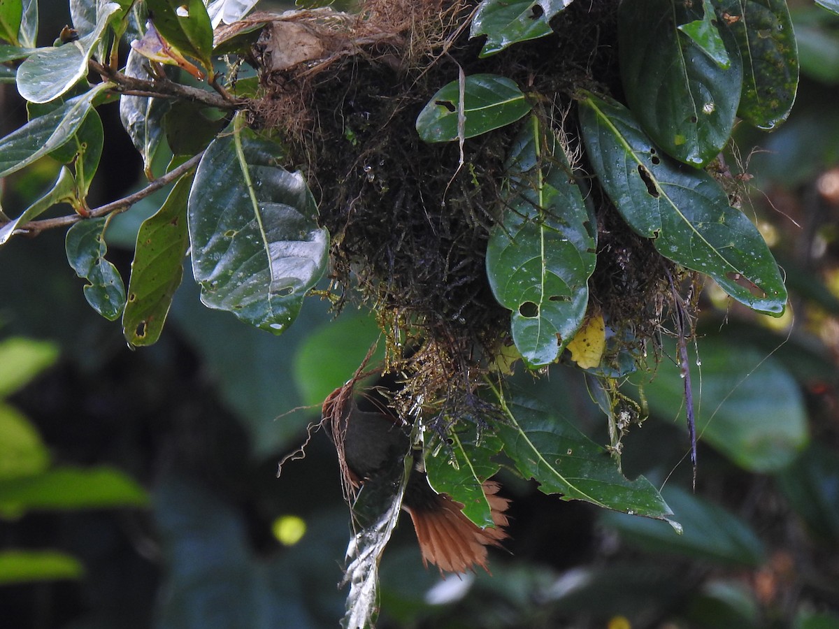 Red-faced Spinetail - ML151385421