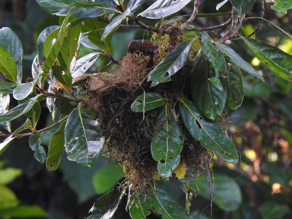 Red-faced Spinetail - ML151385431