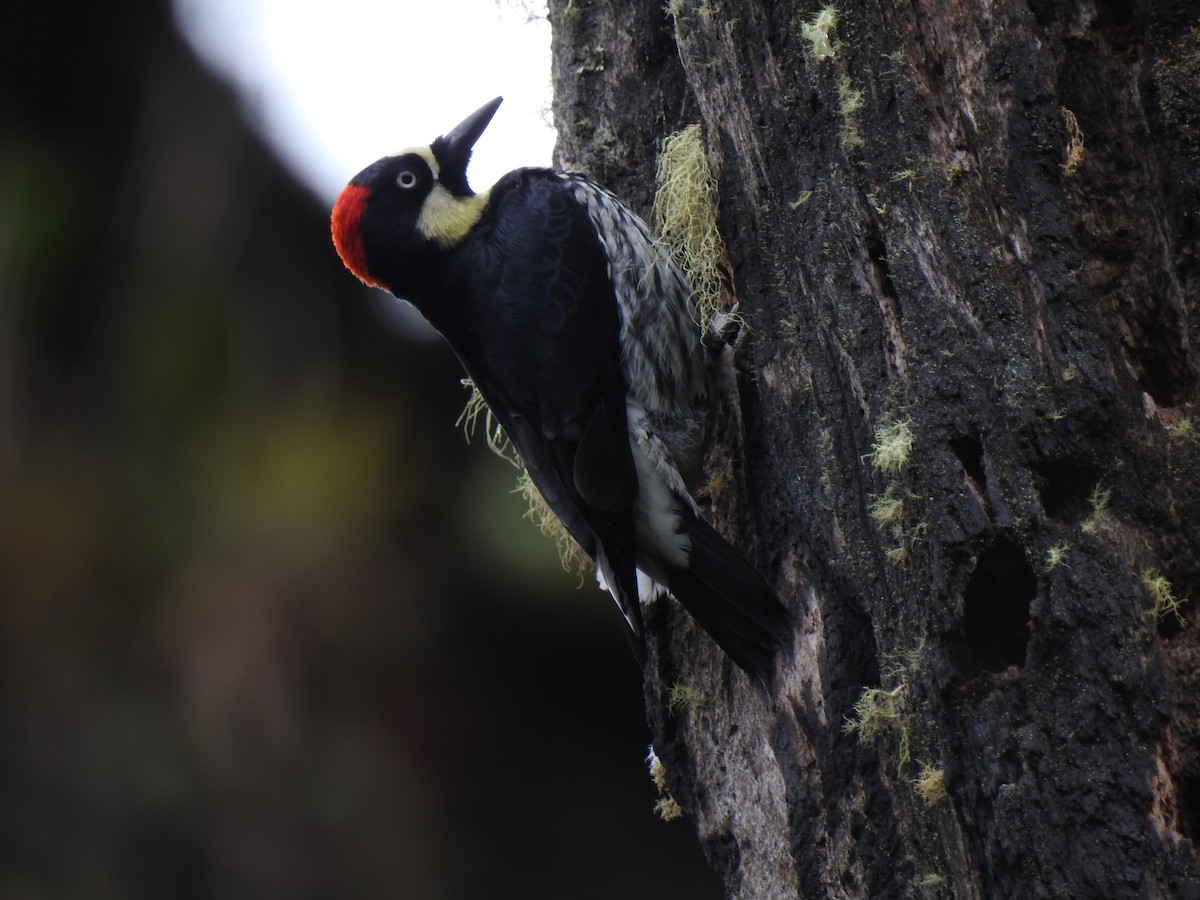 Acorn Woodpecker - John and Milena Beer