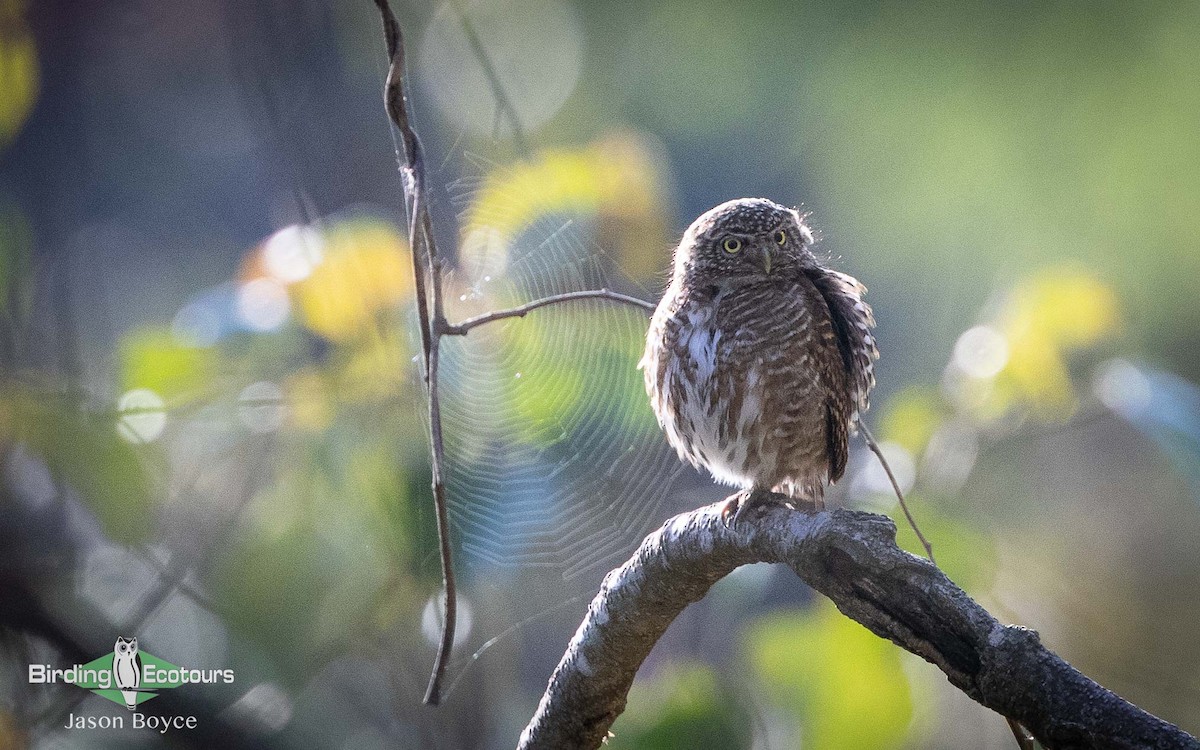 Collared Owlet - Jason Boyce