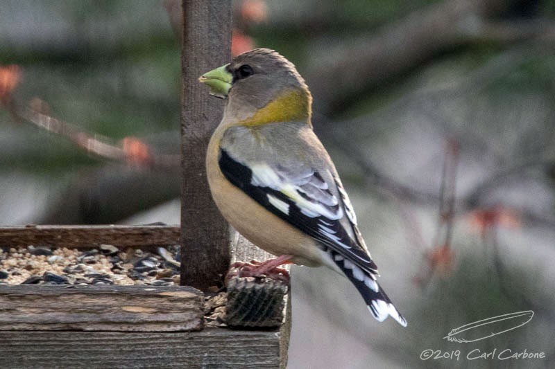 Evening Grosbeak - Carl Carbone