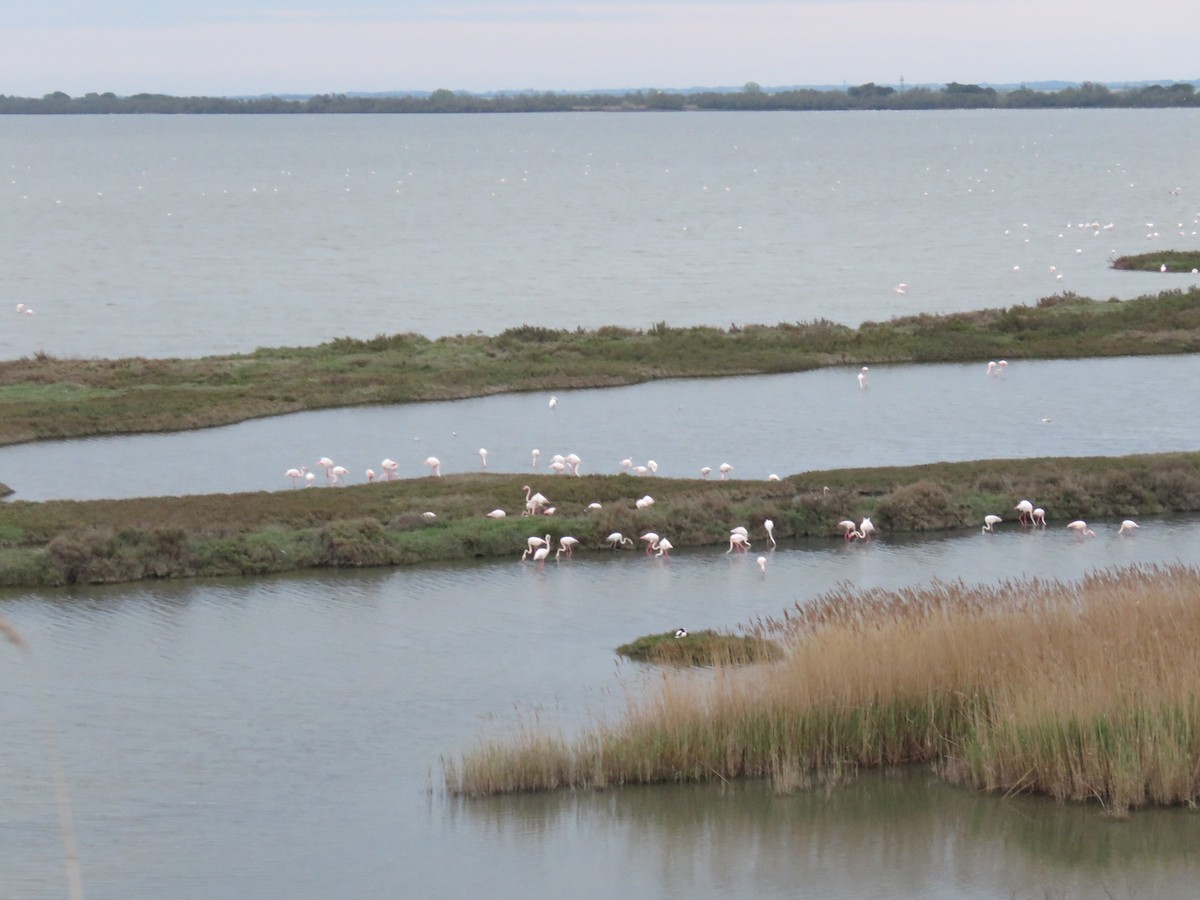 Greater Flamingo - Robin Gurule