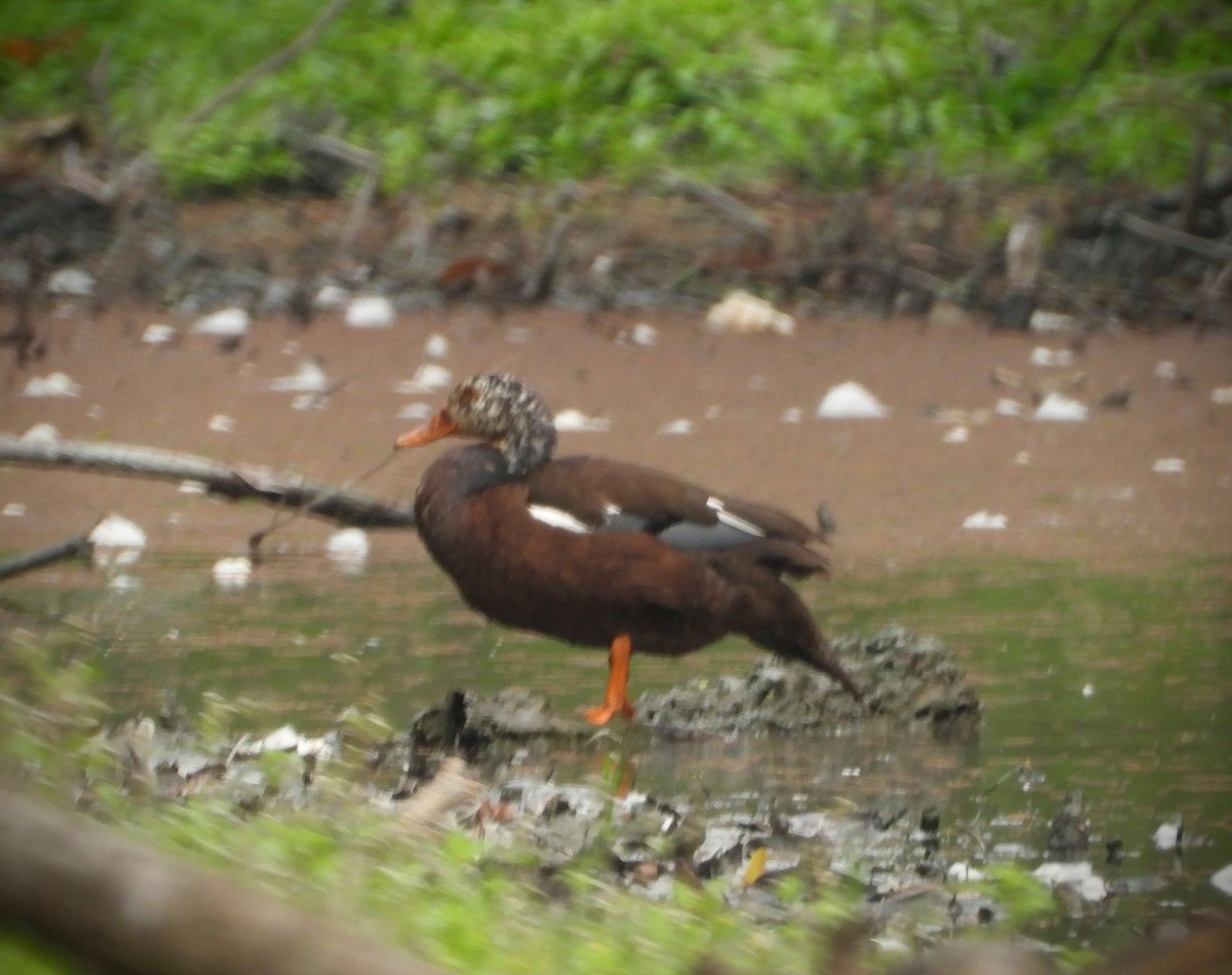 White-winged Duck - Kalpesh Gaitonde