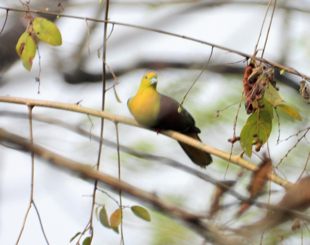 Wedge-tailed Green-Pigeon - Kalpesh Gaitonde