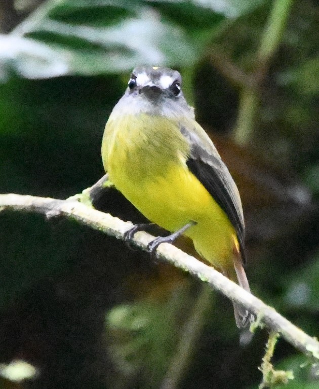 Ornate Flycatcher - Ragupathy Kannan