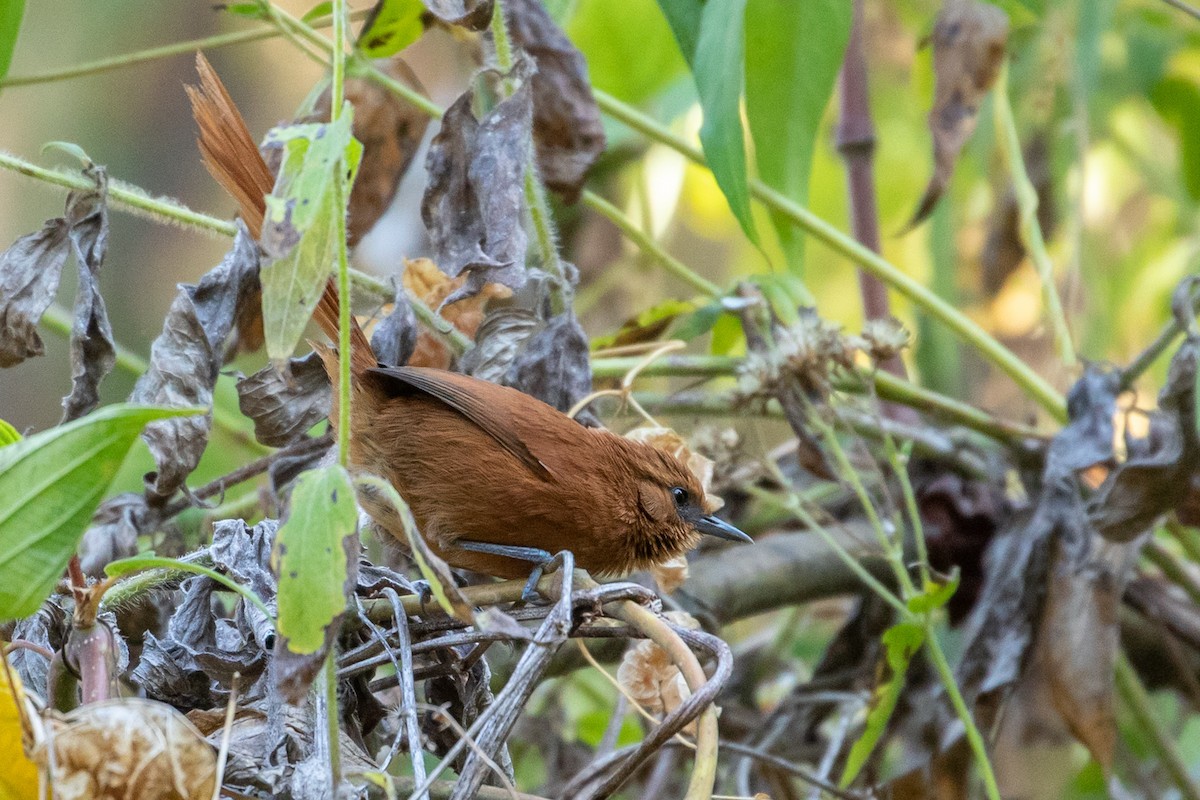 Rufous Spinetail (munoztebari) - ML151391541