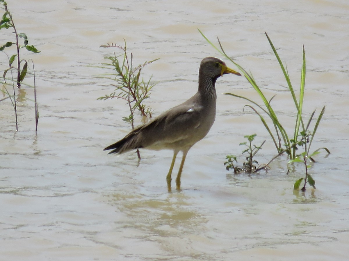 Wattled Lapwing - ML151392271