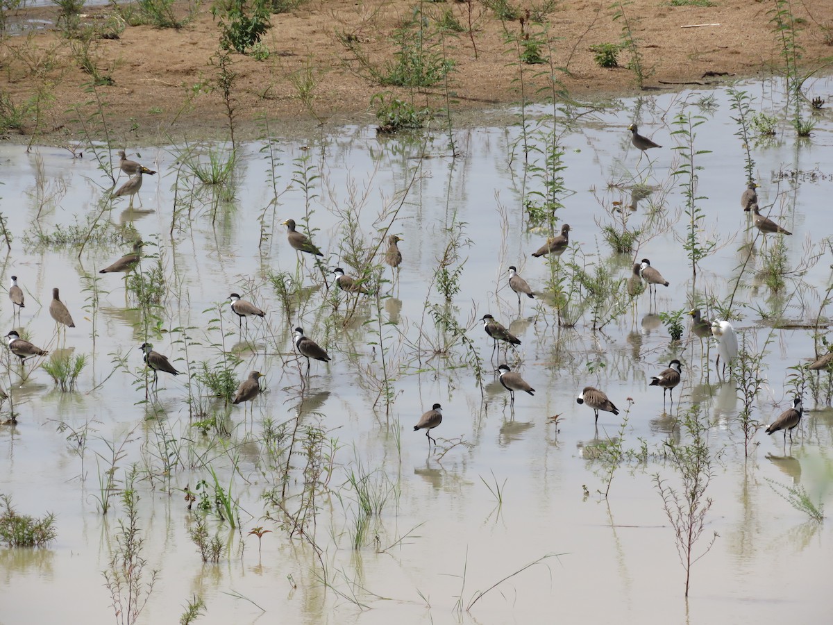 Wattled Lapwing - ML151392281