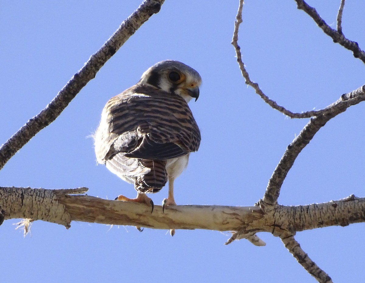 American Kestrel - ML151393581