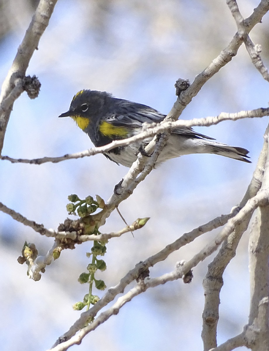 Yellow-rumped Warbler (Audubon's) - Nancy Overholtz