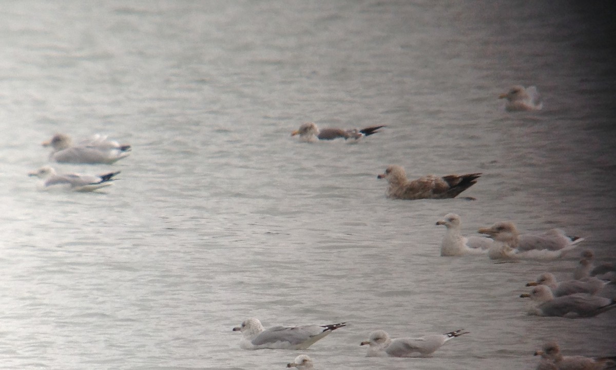 Lesser Black-backed Gull - ML151393901