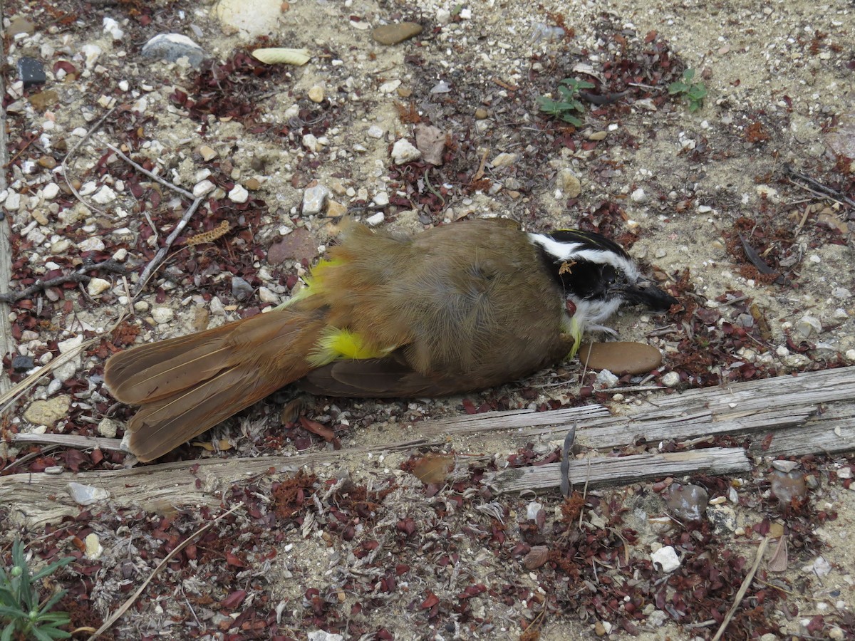 Great Kiskadee - ML151394411