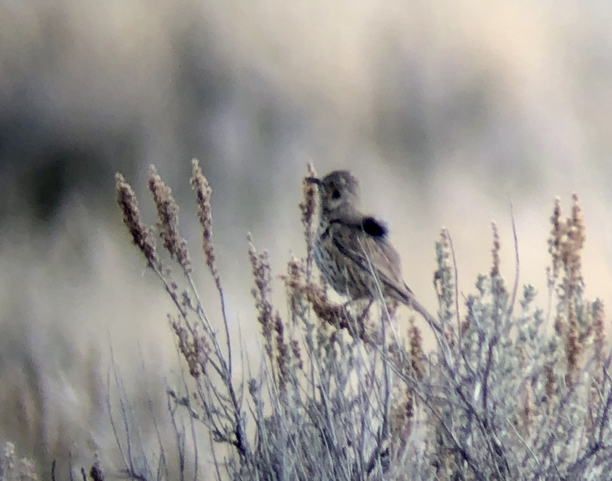 Sage Thrasher - ML151394821