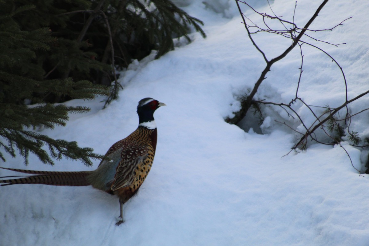 Ring-necked Pheasant - ML151394991