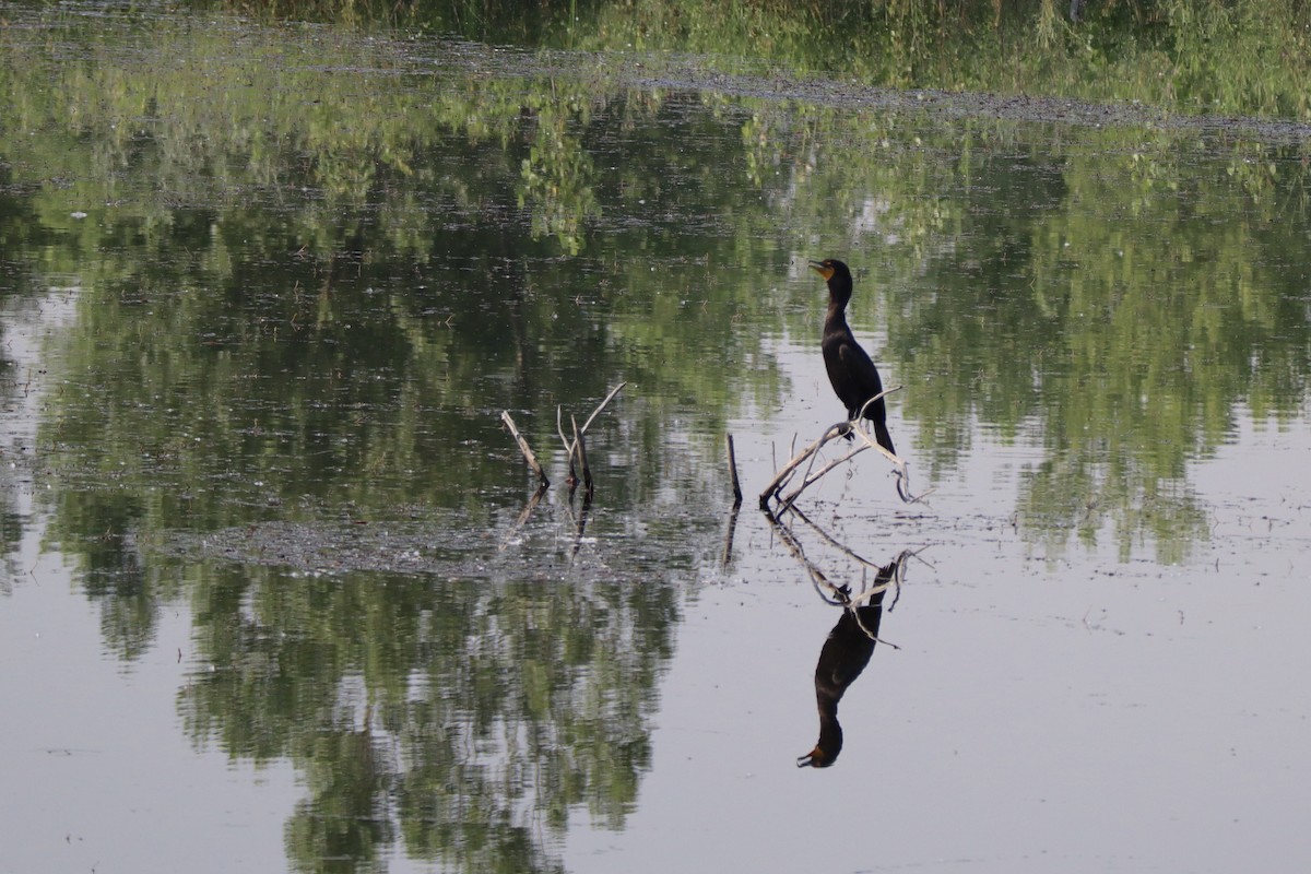 Cormoran à aigrettes - ML151395911