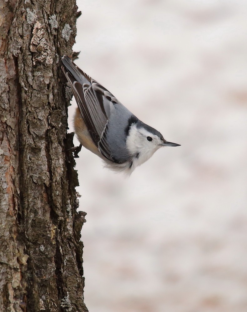 White-breasted Nuthatch - ML151396831