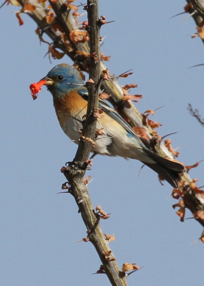 Lazuli Bunting - ML151396921