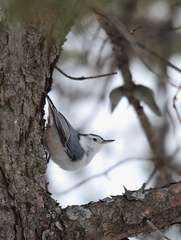 White-breasted Nuthatch - ML151396971