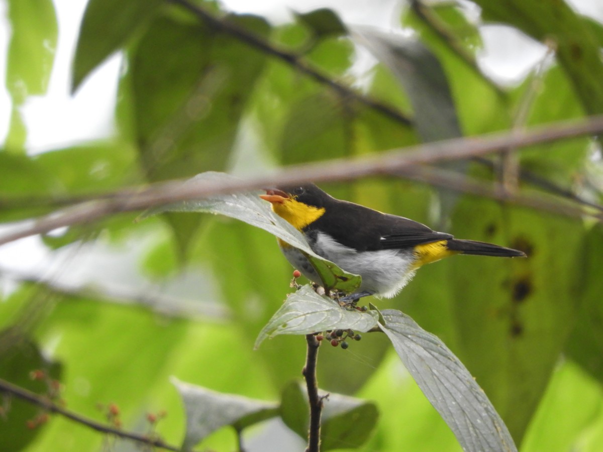 Yellow-backed Tanager - ML151397261